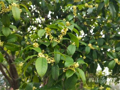 pòng香!甜城桂花終于想開了