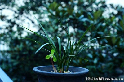 蘭桂齊芳:遷公荷反季節(jié)開品-春蘭篇-中國蘭花交易網(wǎng)社區(qū)