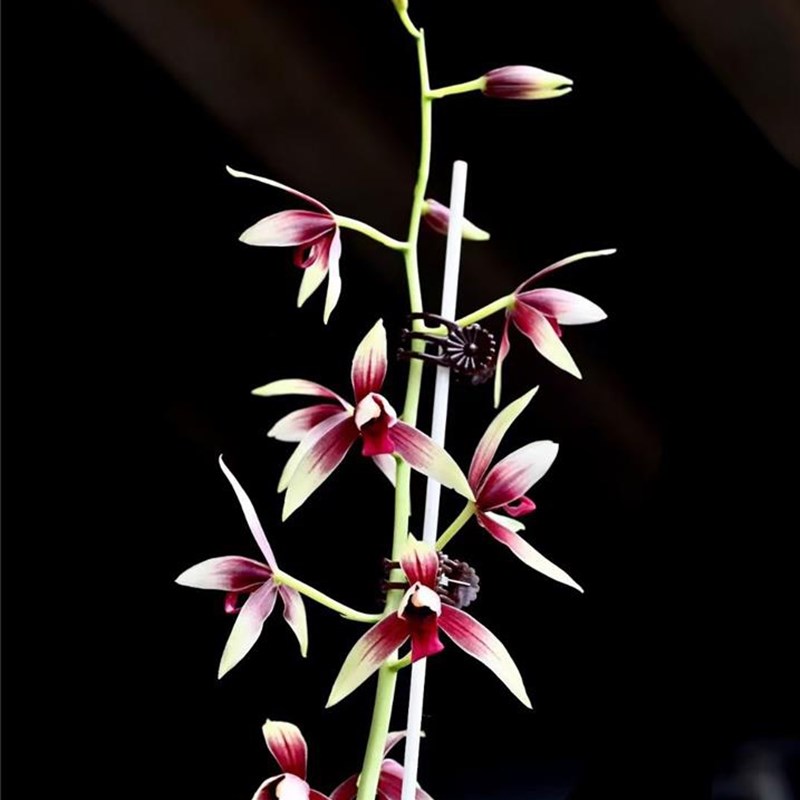 《魅力蘭花》之蘭花賞析 | 蘭桂齊芳放秋榜——秋榜部分銘.