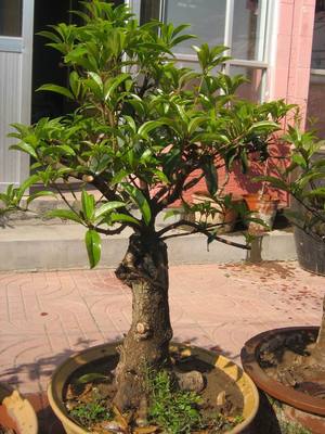 蘭花兄弟